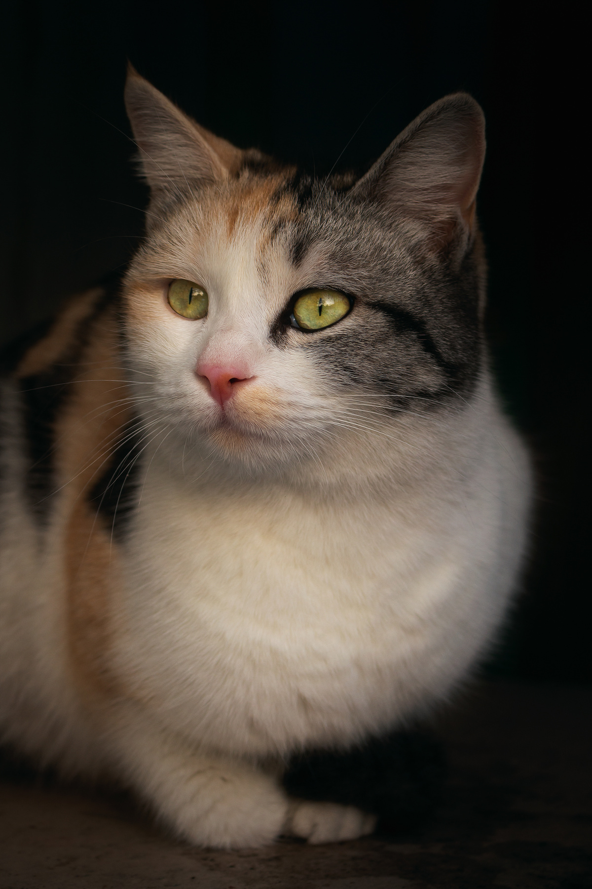 Котопортрет Марселы... кошка портрет животные фотография глаза взгляд