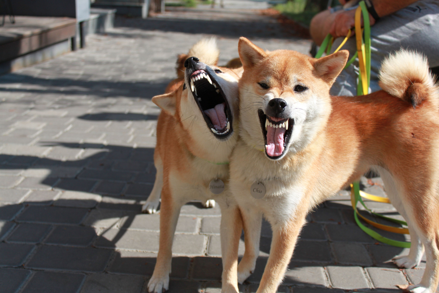 Отличное настроение животные собака шиба днепр утро shiba inu город