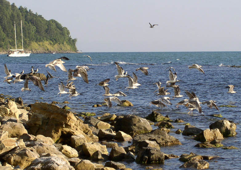 море чайки море скалы чайки