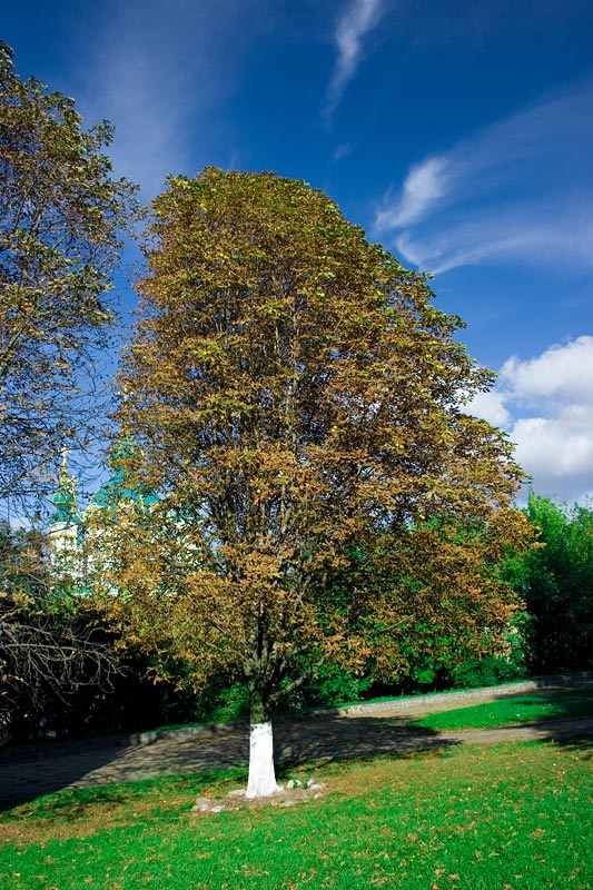 Autumn осень, киев