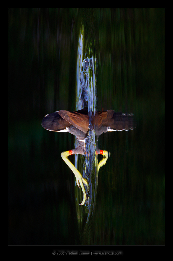 Другие миры Камышница Common Moorhen Gallinula chloropus Florida US