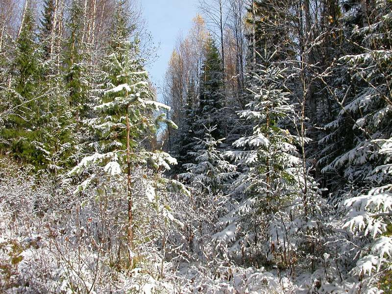 первый снег первый снег