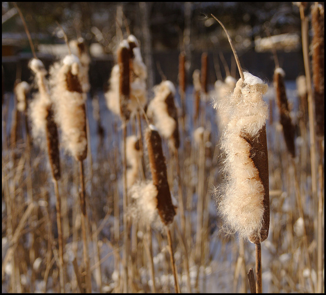 Typha latifolia (или не камыш) 