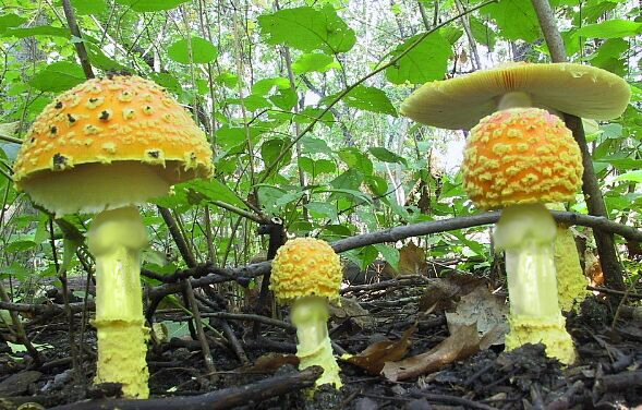 Веселые грибочки грибы,грибочки, член