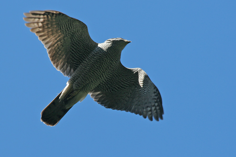 Высоко лечу - далеко гляжу Goshawk ястреб тетеревятник