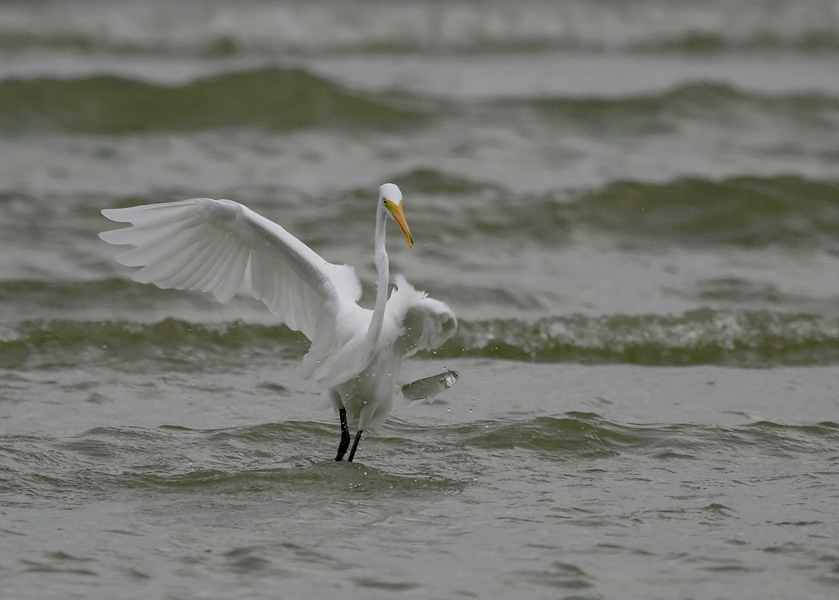 Эх, не удержала птица, большая белая цапля, Great Egret, Texas