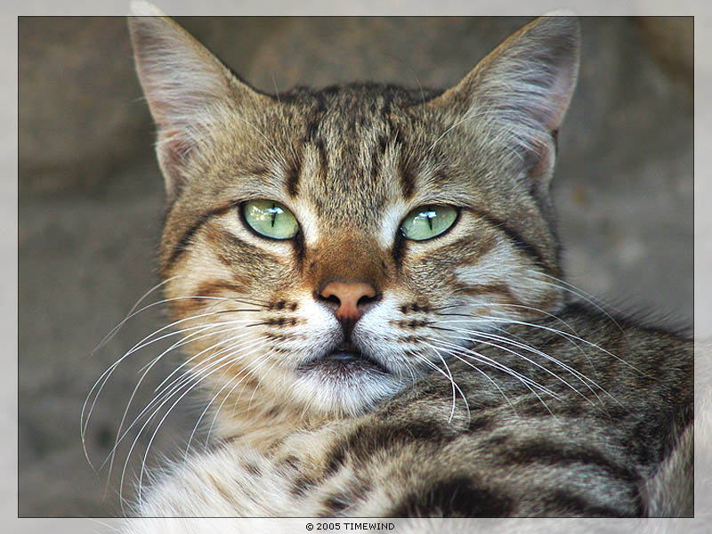 ... чем не тигр? cat cats кошки