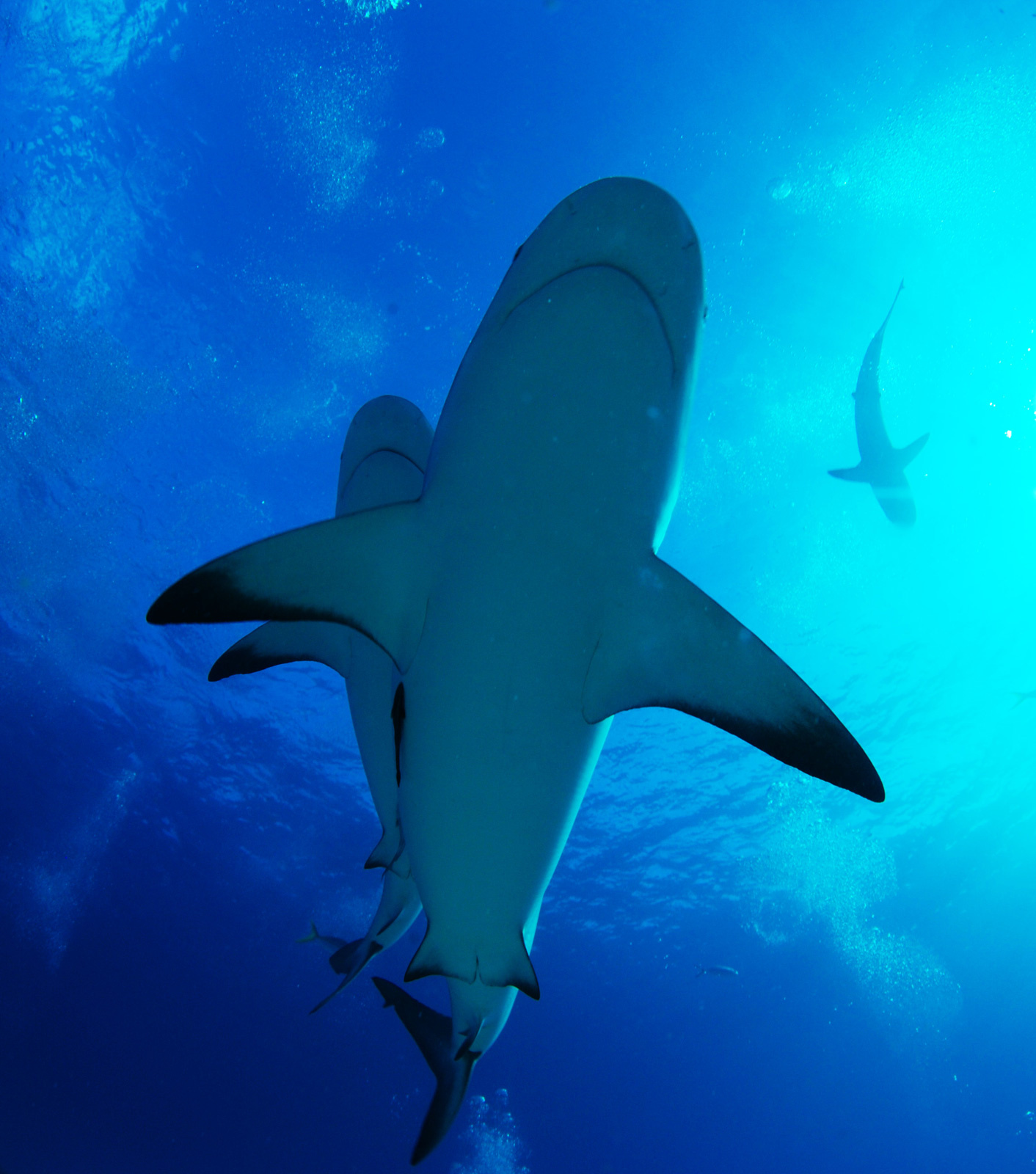 Дывлюсь я на небо... Bahamas sharks