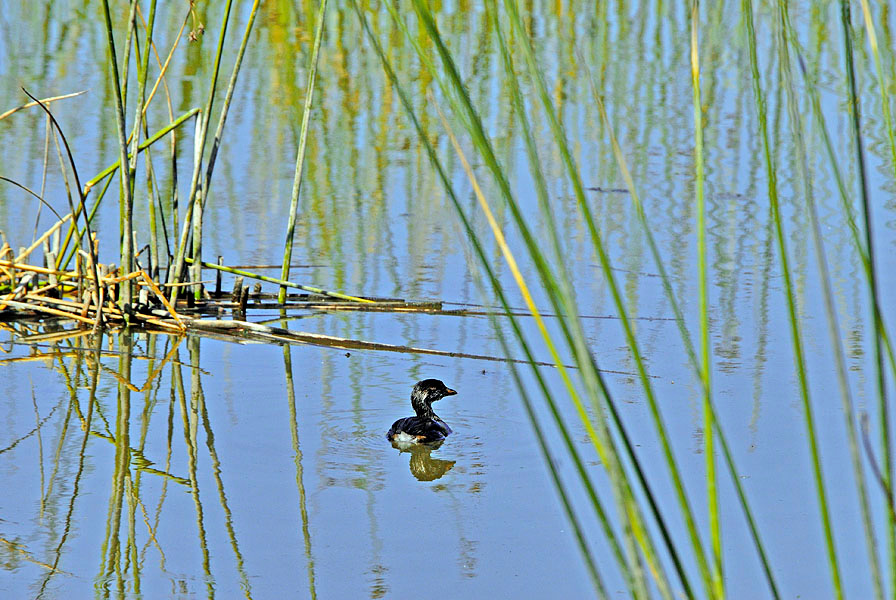 Дом, в котором я живу Карликовая поганка, Podilymbus podiceps, Лагуна Малибу, Pied-billed Grebe, Malibu Lagoon, California