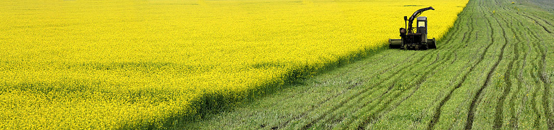 yellow-green yellow, green, field