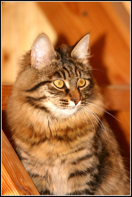 Кот по имени Малахит Кот Малахит