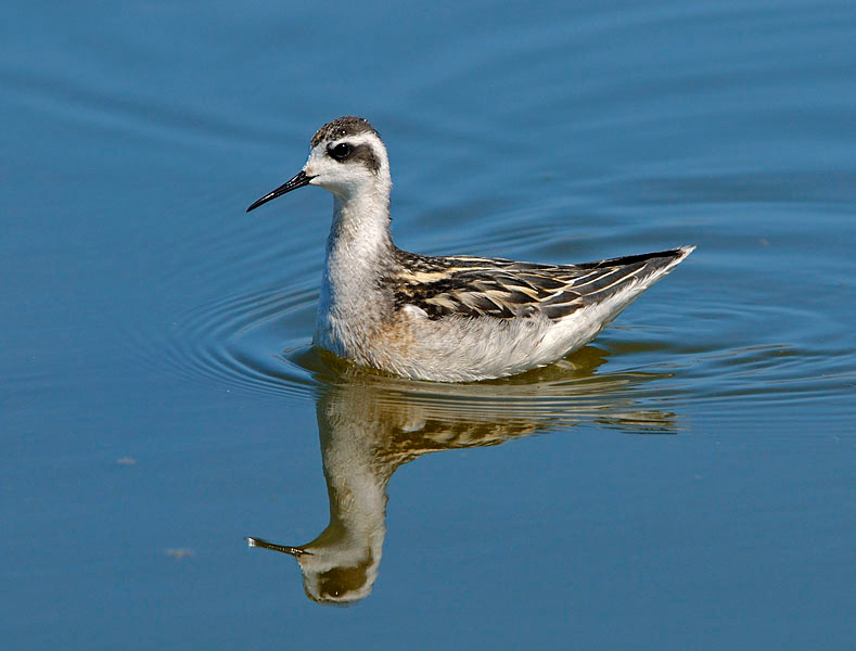 По глади озерной Круглоносый плавунчик, Phalaropus lobatus, Лагуна Малибу, Red-necked Phalarope, Devereux Slough, California