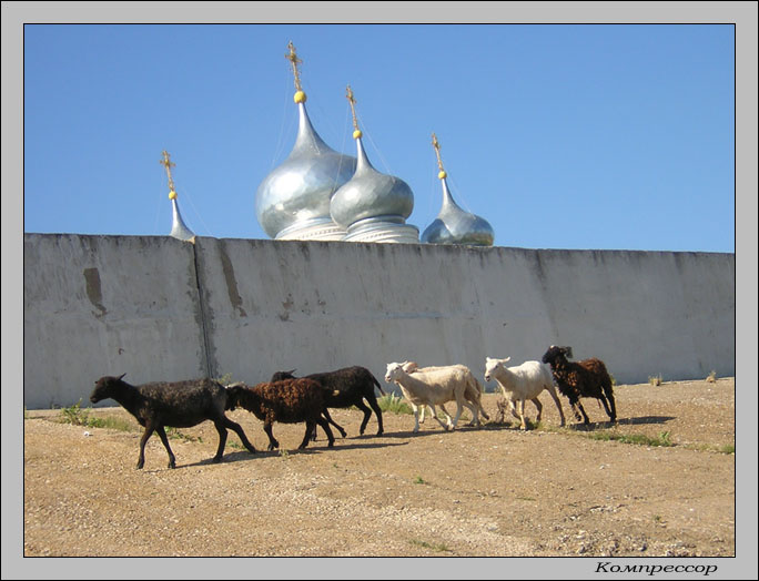 ***** купола овцы