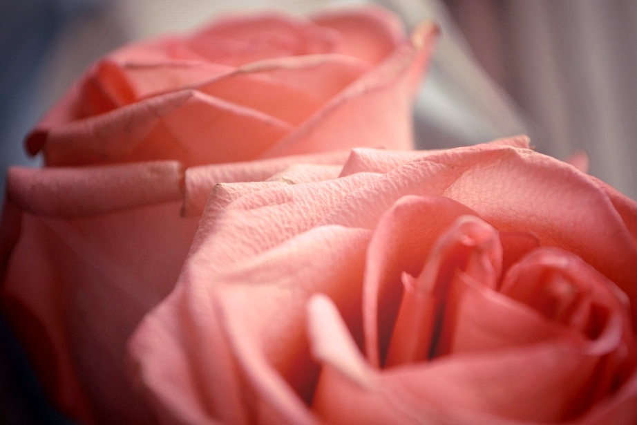 a Rose rose nature beauty flowers flower photo