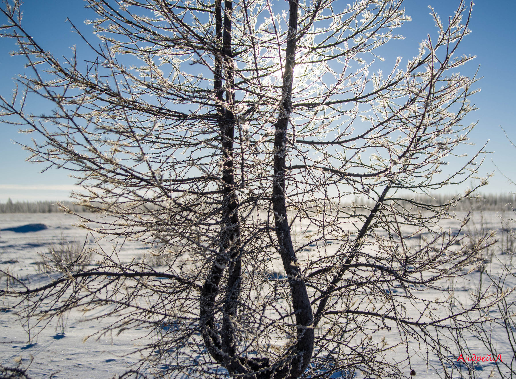 Причуды природы 