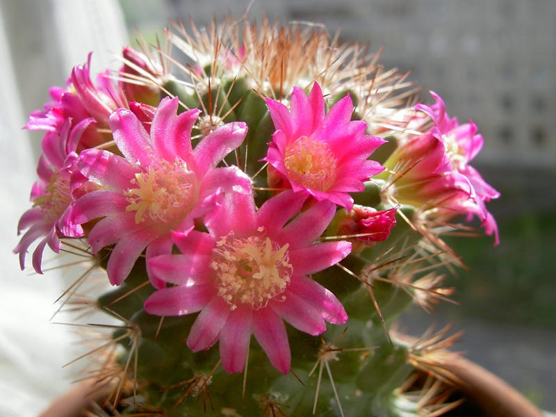 cactus кактус цветущий