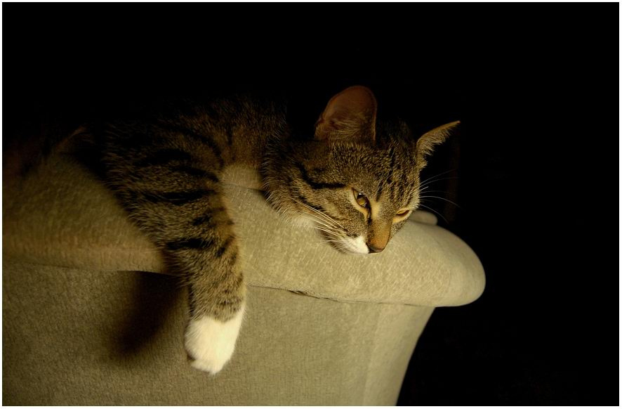 Cat кот