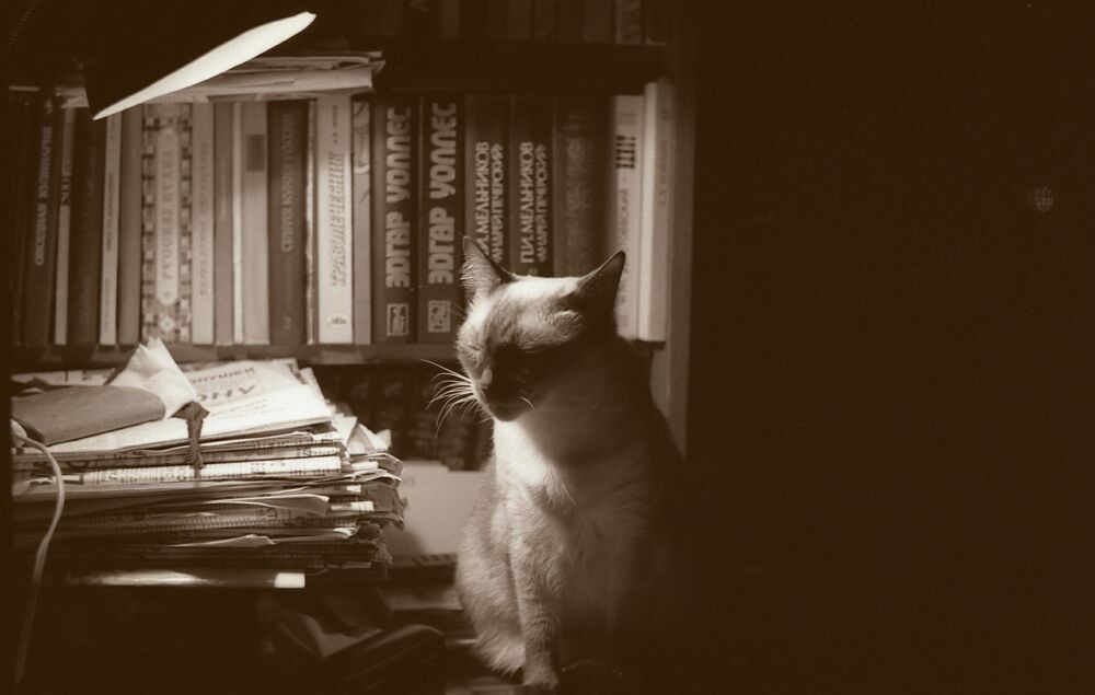 В сумерках знаний кошка, книги