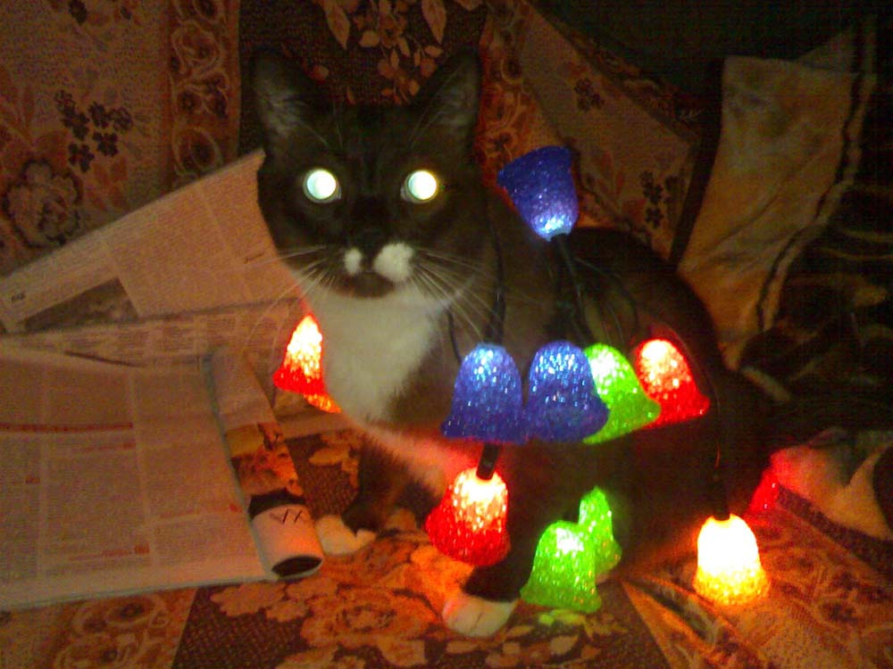 СветоКот кот, котик, свет