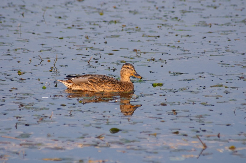 Кряква 