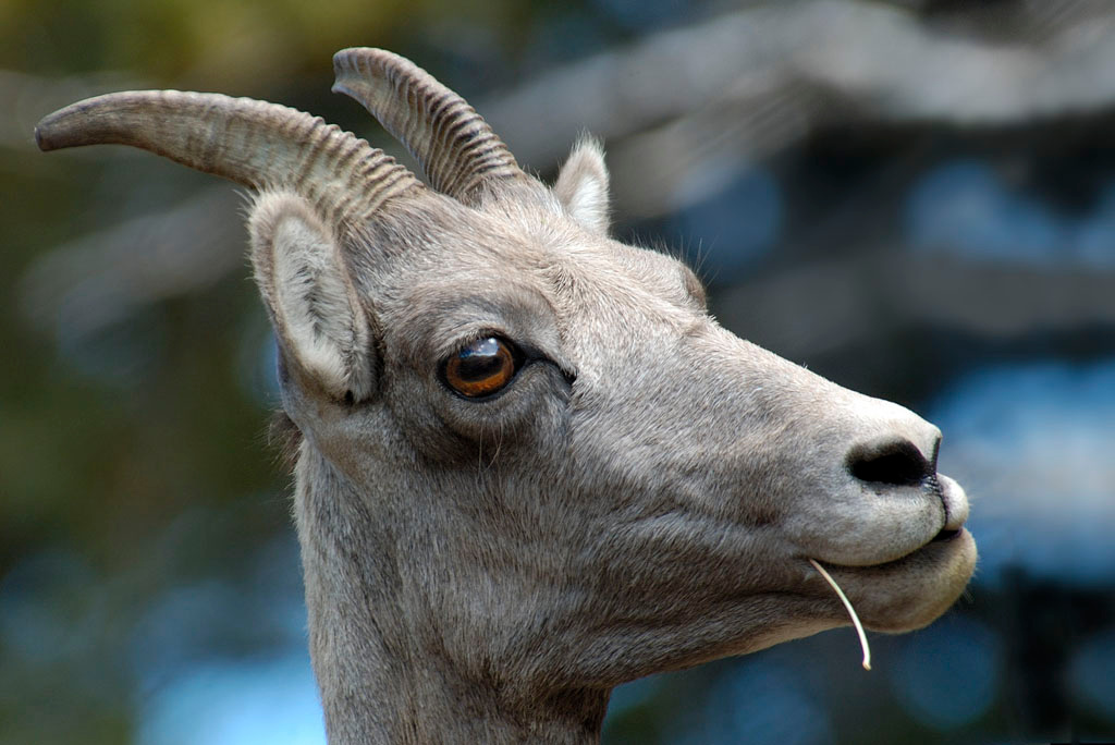 Something to chew on bighorn sheep