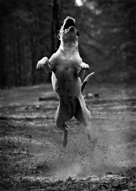 danse macabre собака, питбуль, pitbull, танец