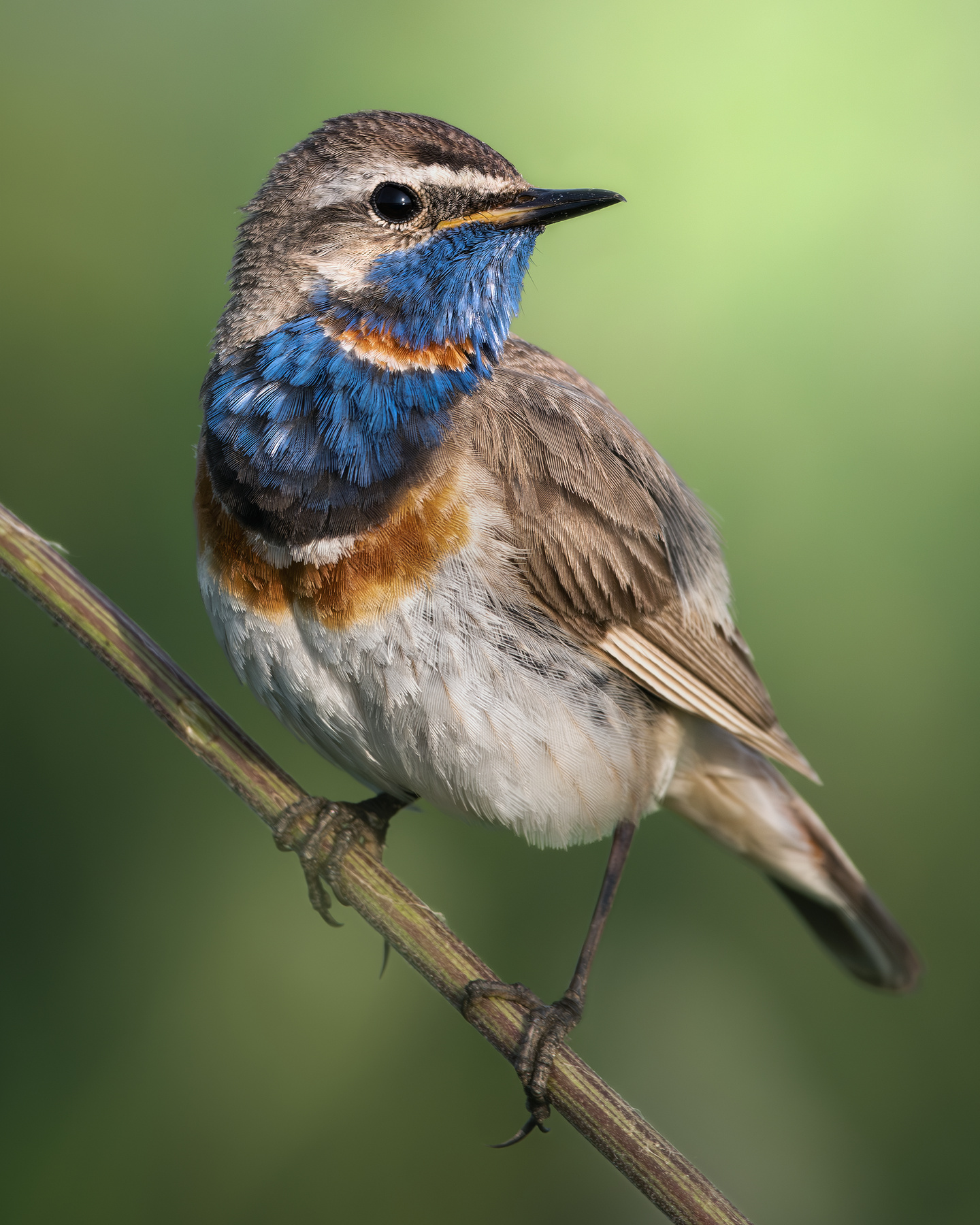 Варакушка (Luscinia svecica) 