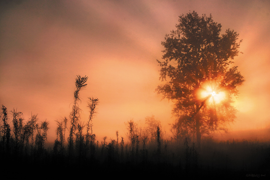 Walk through the fog туман рассвет роса поле