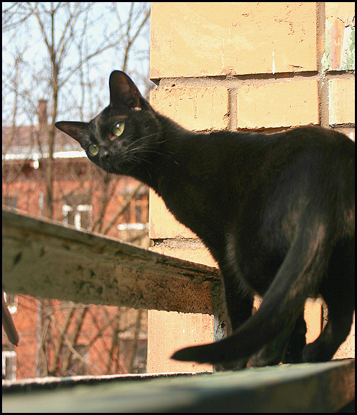 Что там? кошка балкон