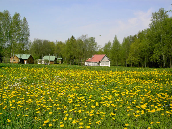 Одуванчики в цвету 