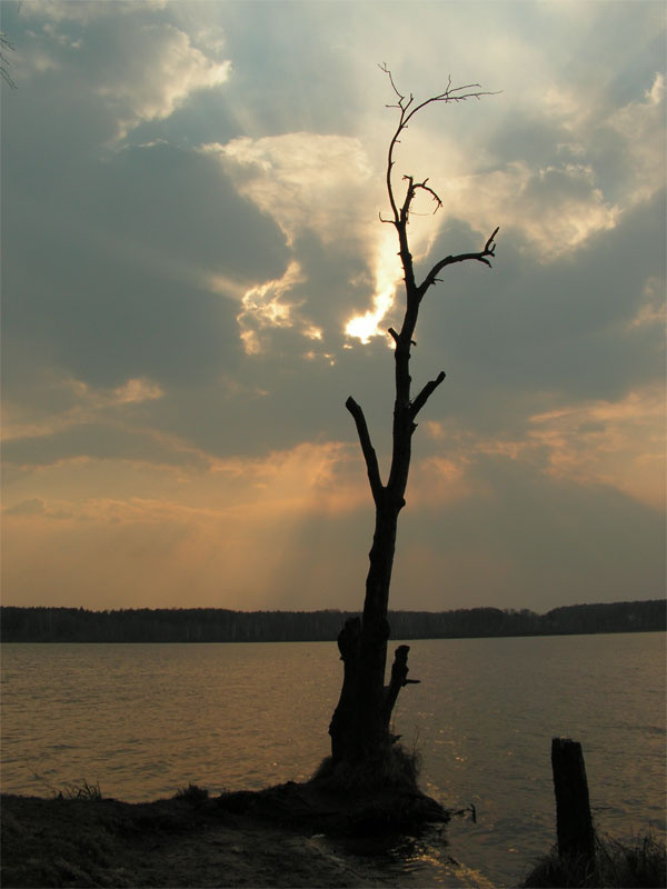 Древо на Бисерово Закат, дерево, озеро, вода