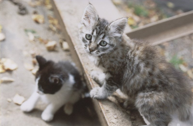 КОТ без сапог Nerix