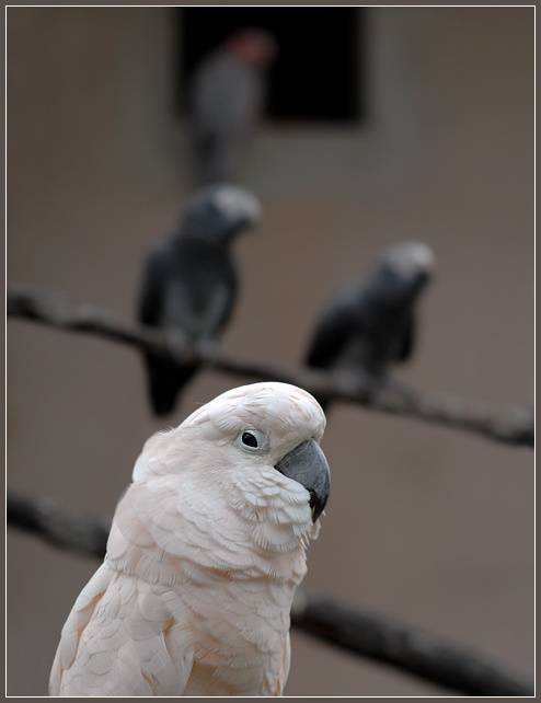 Security жако Psittacus erithacus молуккский какаду Cacatua moluccensis