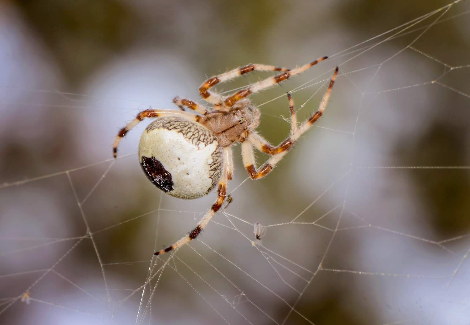 World.Wide.Web. 