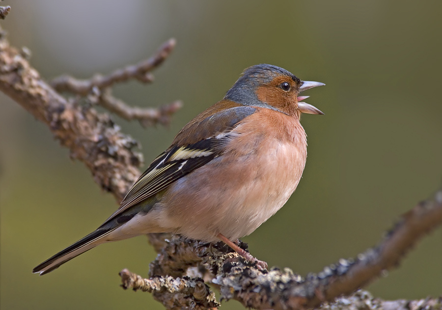 Песня с росчерком Зяблик, Chaffinch, Fringilla coelebs, песня, росчерк, язык