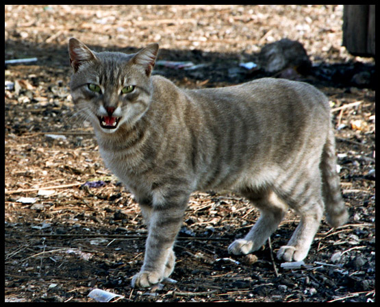 Зверь кот, зверь