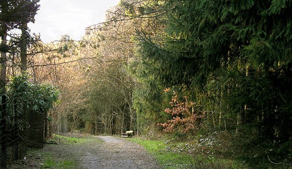 forest story wald morgen