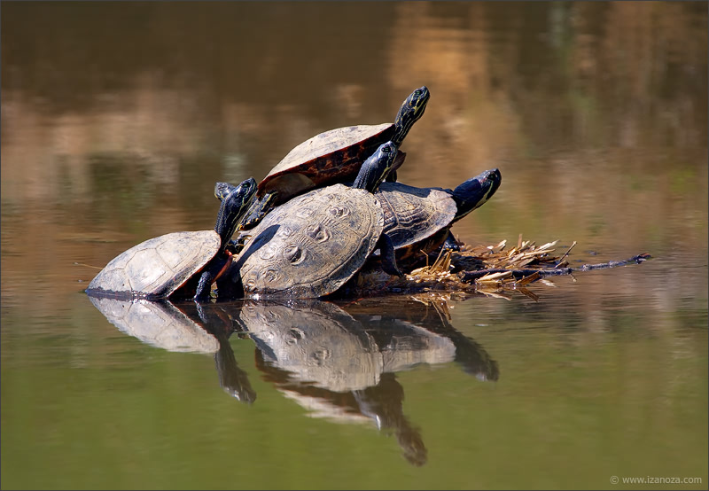 Робинзоны восточная расписная черепаха Eastern Painted Turtle Maryland US