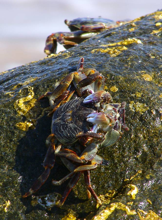 Объятия... море крабы