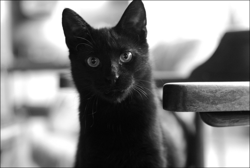 без названия cat кот