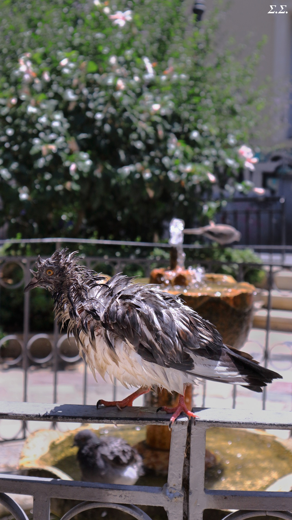 BATHING AT THE FOUNTAIN 