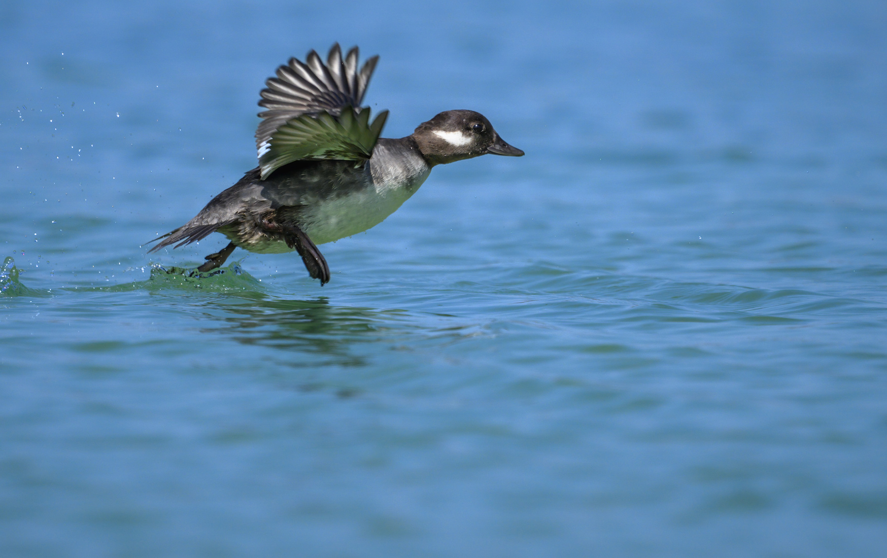 Bufflehead (f) 