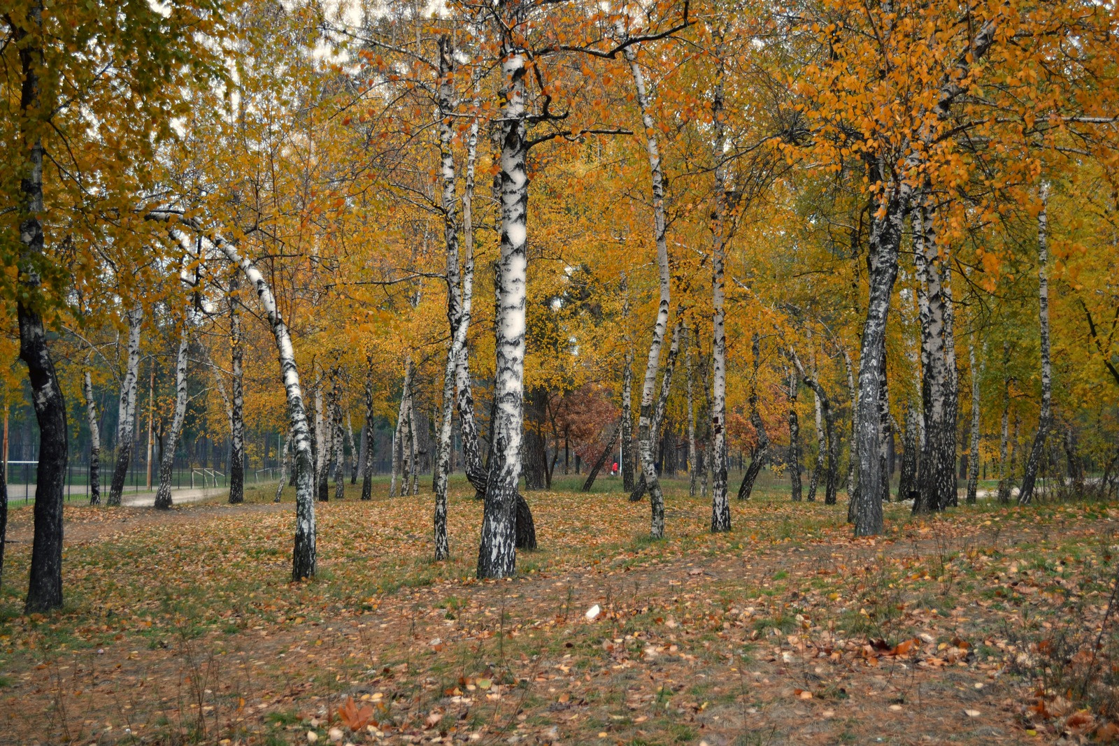 Березовая роща 