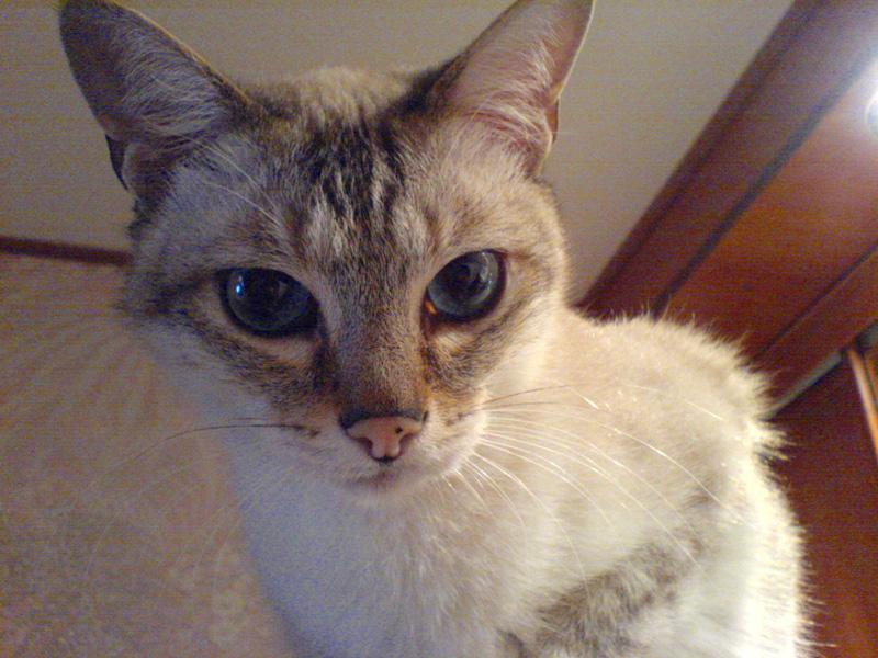 Котя Сиамский кот