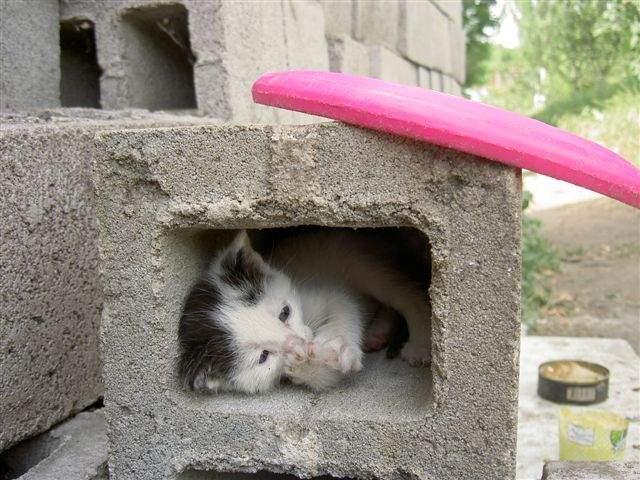 детский дом кот