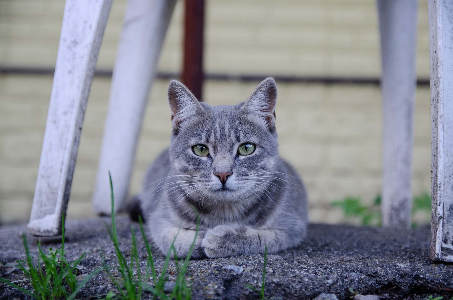 *** животные