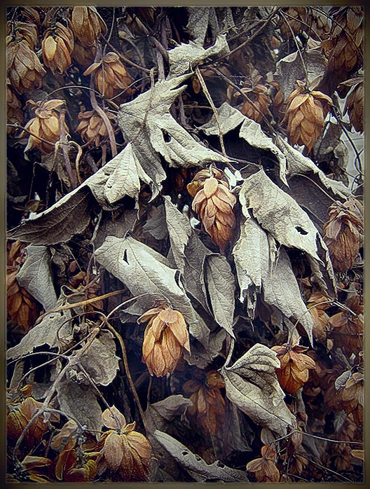Хмельное золото с серебром осень хмель шишки золотоистый листья