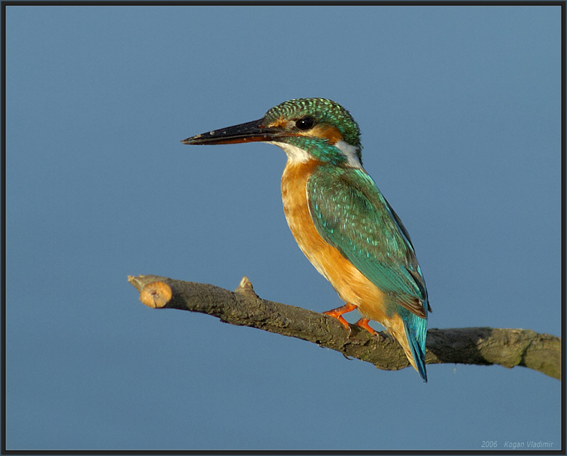 Обыкновенный Kingfisher Kingfisher
