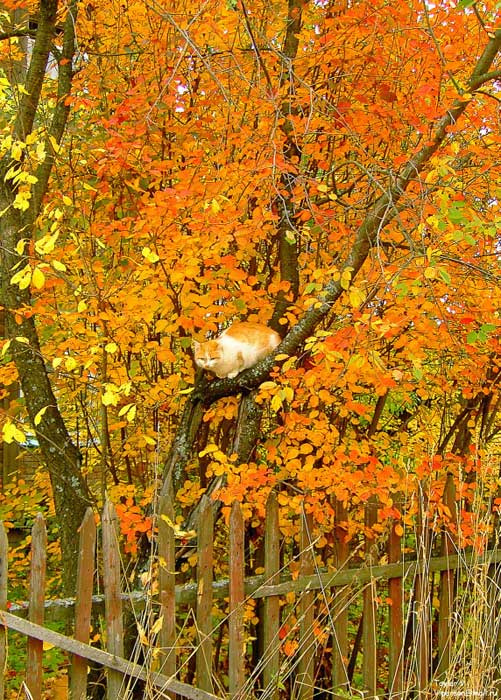 В рыжей листве рыжый КОТ рыжый кот