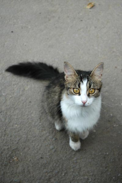 Просто кошка кошка